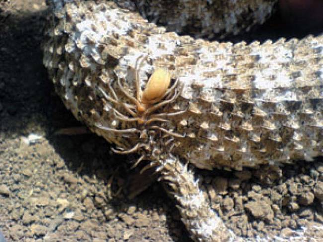 Primarily, the viper uses its tail as a way to lure prey closer. The viper will wiggle its tail ever so slightly, while remaining perfectly still. When a passing animal takes notice of this strange thing moving on the ground, the viper moves the lure closer and closer to itself. Then when the prey is close enough, the viper strikes.