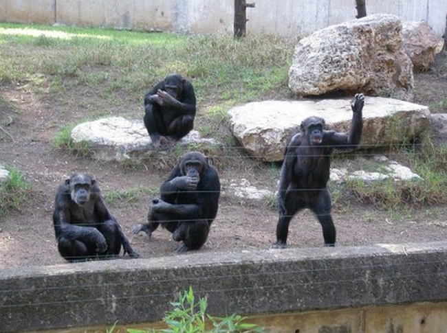 6.) Study observing why monkeys throw poop - $168,766