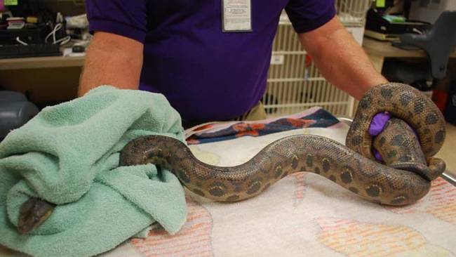 That's when Lacsa ran out of the bathroom, screaming, plunger still in hand. Luckily, she managed to trap the snake in the bathroom while she called animal control. The snake was a little feisty, and even managed to bite one of the handlers. Fortunately, the responding officers were able to get it out of the office and to an animal care facility.