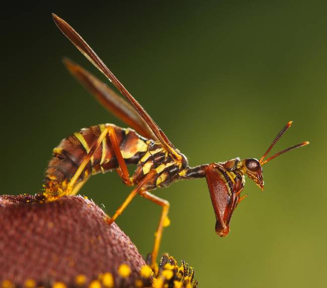 A mantis trying its best to look like a wasp.