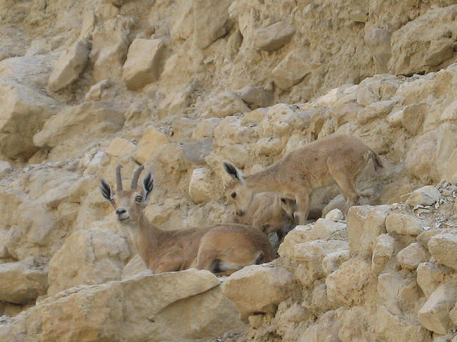 Almost didn't see this momma Ibex and her baby. They're doing such a great job at camouflage.