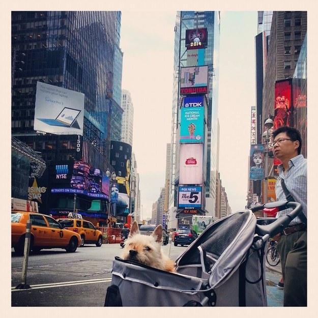 Elmo hanging out in Times Square.