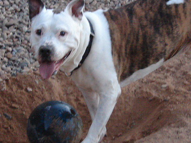 Puppy? Or bowling ball? I don't know, Momma, I just don't know how to tell anymore. Everything I knew before means nothing.