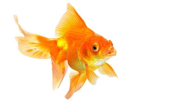 Goldfish have memories much longer than a few seconds, some have memories that last months.