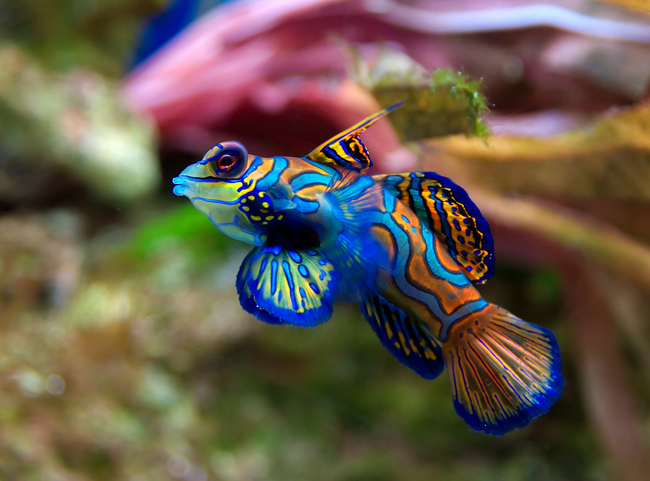 15.) Mandarin Fish