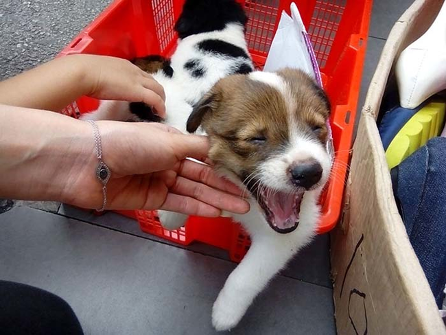 Thankfully, these dogs weren't for eating. They were being sold on the street as adorable little pets.