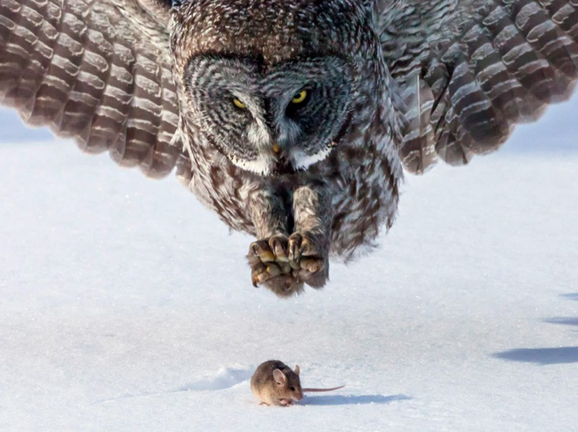 1.) An owl about to catch a mouse.