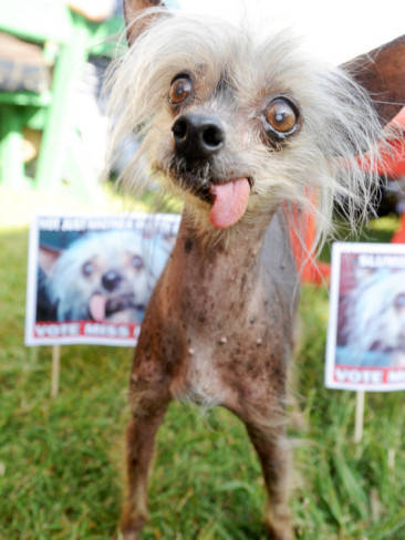 Wait. Is this dog running for office? Hopefully there isn't a televised debate.