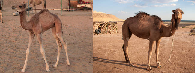 Camels are almost like long-necked deer as children.