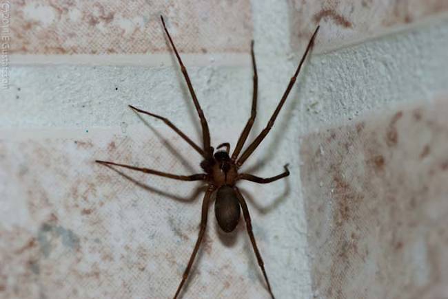 While brown recluse spiders aren't technically deadly, they don't make for a hospitable living situation.