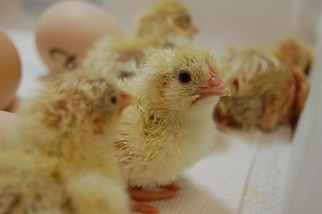 Unborn chicks are able to communicate with their siblings and mom through their shell.