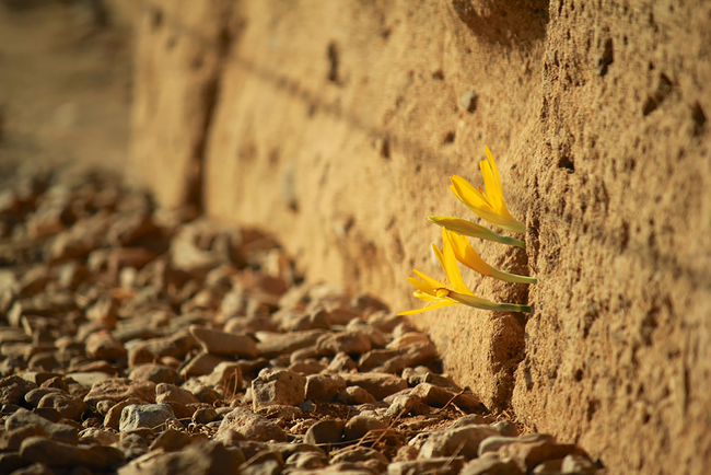 Reaching for the sun.