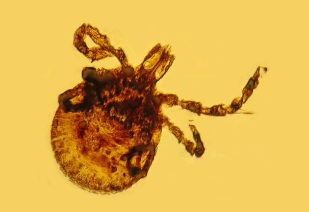 9.) A Tick Carrying An Early Version Of Lyme Disease