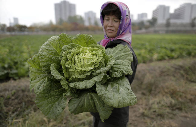 A North Korean farmer holding her bounty of cabbage.