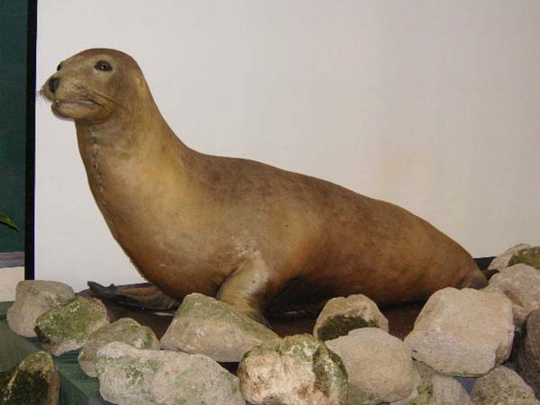 11.) Japanese Sea Lion (1974)