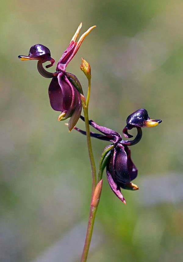 10.) Flying Duck Orchid (Caleana Major)