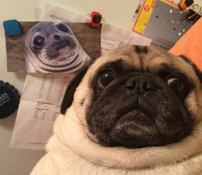 Did you just tell this pug he looks like the awkward seal?