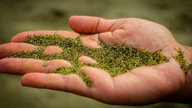 No, they're not holding oregano. That's gorgeous olivine sand.