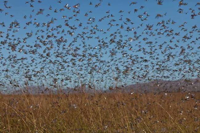 Locusts.