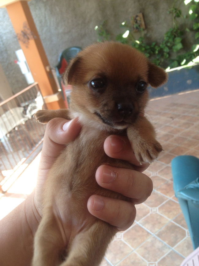 Puppy, or tiny football?