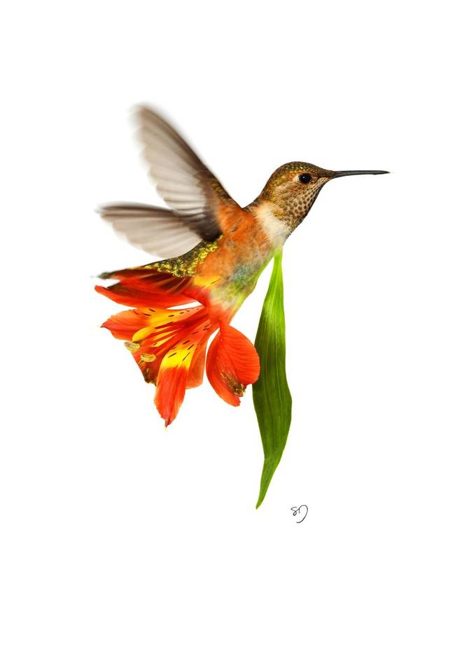 Hummingbird and Flower/Nectar