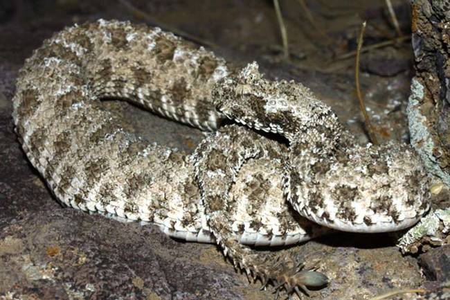 What makes the spider-tailed viper even more terrifying is that the snake somehow manages to perfectly mimic the movement of a spider.