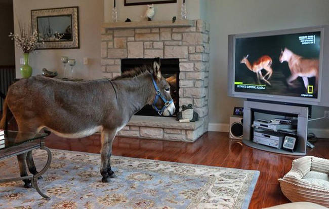 Barking at the TV isn't just for dogs. This donkey loves watching his wild friends from <a href="https://www.viralnova.com/indoor-donkey/" target="_blank">the comfort of the living room</a>.