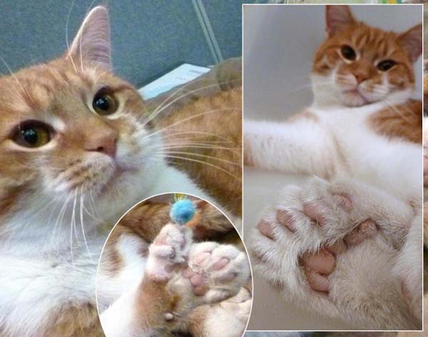 13.) Polydactyl cats: This 9 month-old cat has 20 toes, just shy of having the Guiness World Record. This mutation is fairly common, but still incredible to see.