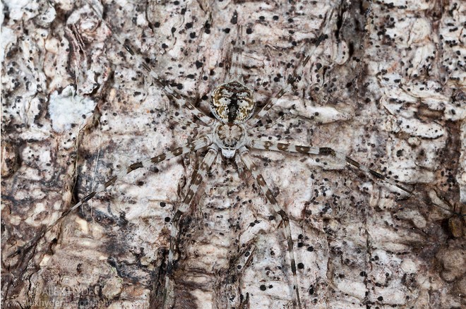 Bark Spider