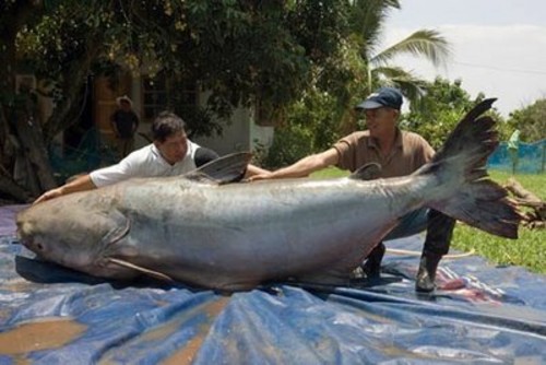 In 2005, some fishermen in Thailand caught the largest Mekong giant catfish at 646lb.  Now, I'm no scientist... but I'm pretty sure that's a dinosaur.