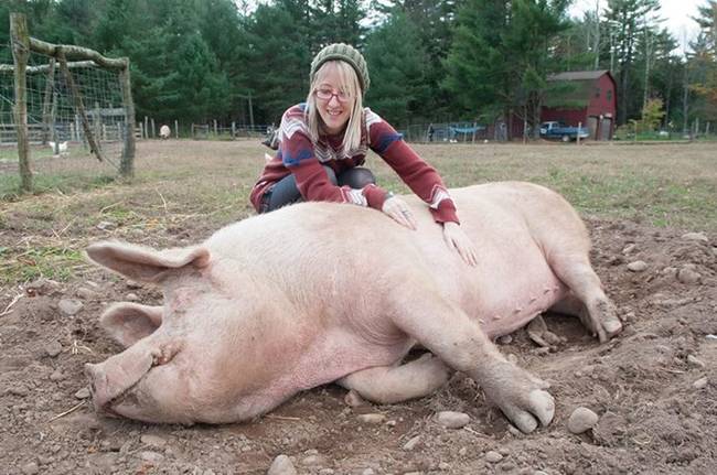 This portly piggy knows that belly rubs are the best.