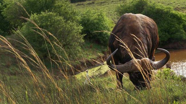 2.) Cape Buffalo.