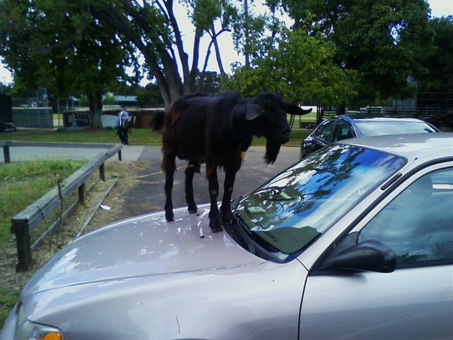 This goat prefers to ride up front.