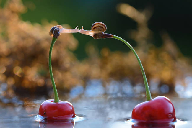 Just a couple of love bugs, er...snails.