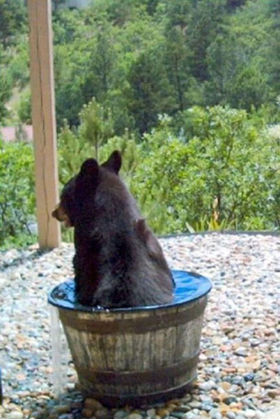 Wait--the bear hasn't been drinking the water.