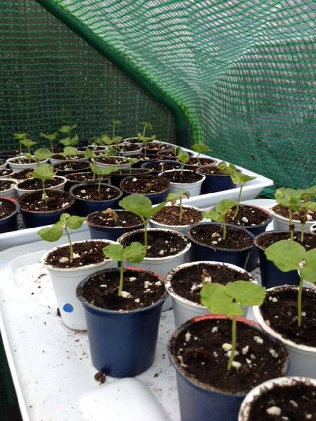 Use pods as tiny planters for an indoor herb garden.