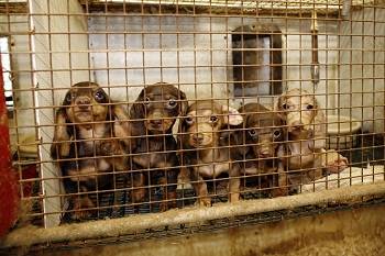 Puppy mills are evil, evil businesses.