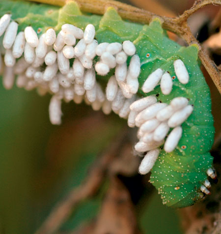 4.) Caterpillars