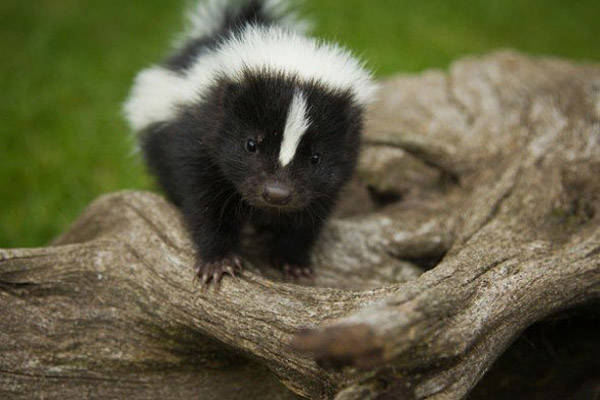 4.) The Skunk