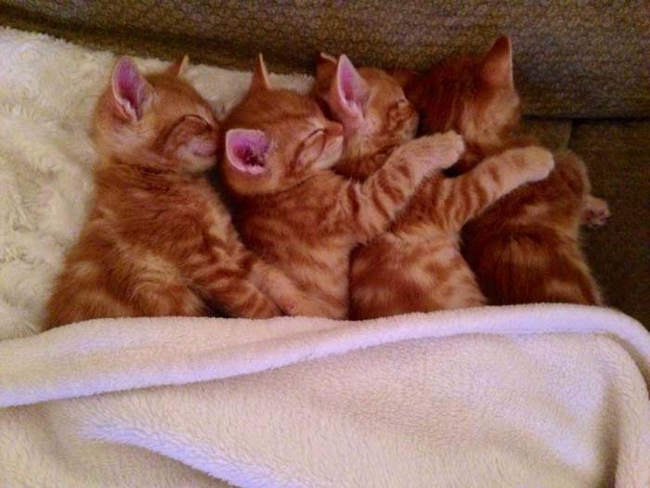 24.) Except maybe kittens cuddling at bed time.