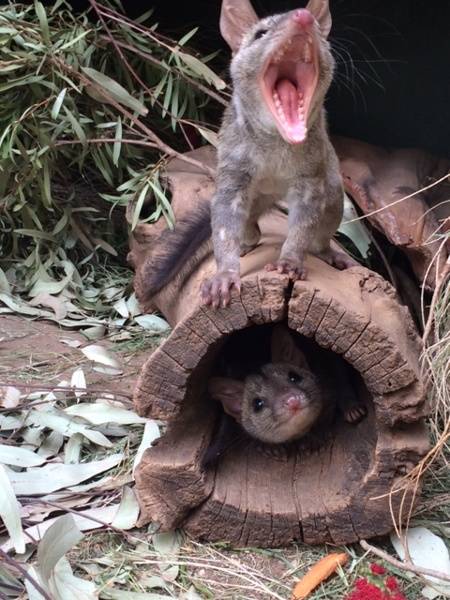 Quolls are the largest carnivorous marsupials on the Australian mainland. Their numbers dwindled to dangerous portions in recent years across the continent, but even more so in this region.