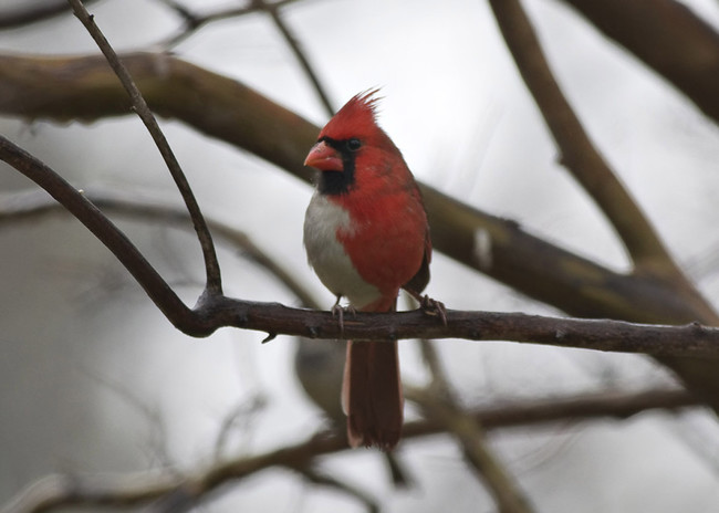 View from the male side of the bird.