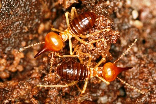 6.) Termites are often linked to ants, but they're much closer to cockroaches.