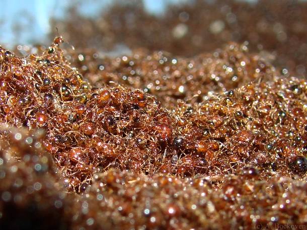 25.) Some scientific studies suggest there are about 10,000,000,000,000,000 individual ants alive on Earth at any given time. Ants are estimated to represent about 15–20% of the total terrestrial animal biomass, which exceeds that of vertebrates.