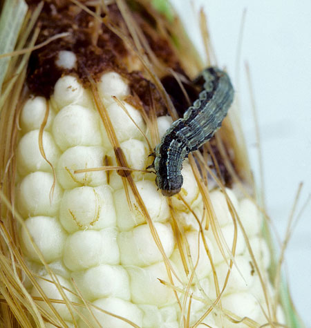 8.) Corn Earworms