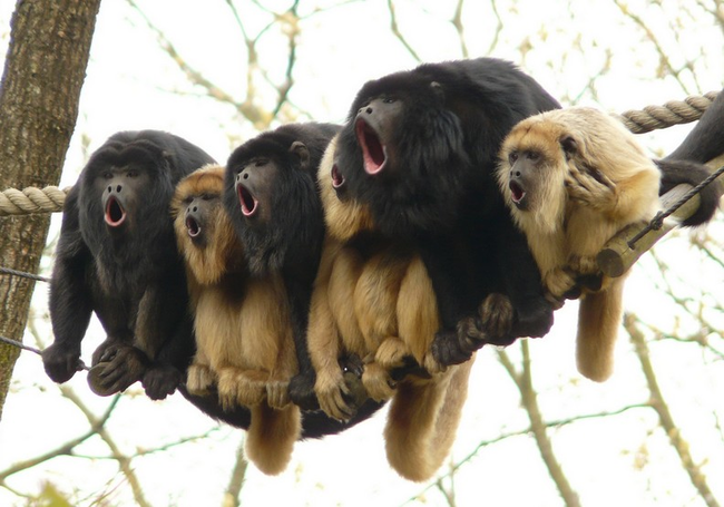 I picture these monkeys harmonizing a Beach Boys song.