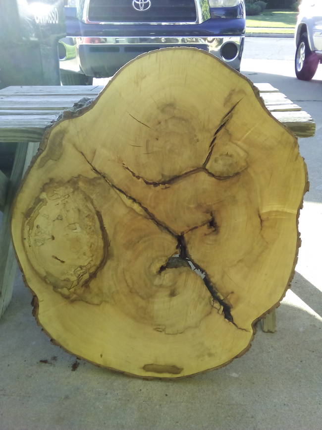 Using a section cut from the tree, this father and daughter began work on making a coffee table.