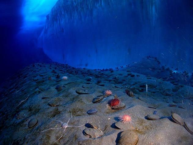 Iceberg Bottom, Antarctica