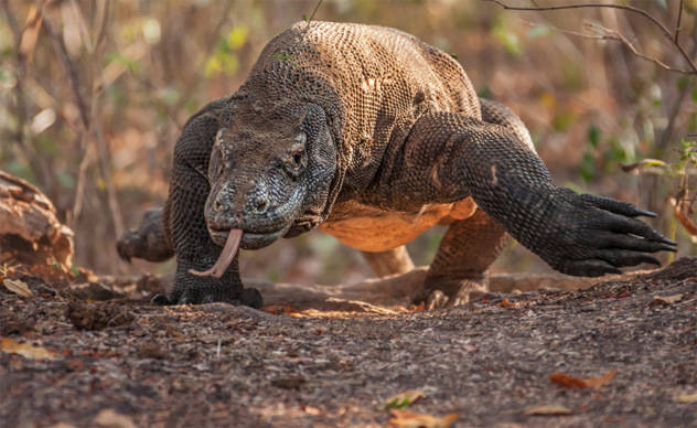 Komodo dragons, on the other hand, can't even bite with as much power as Mittens, your neighbor's house cat.