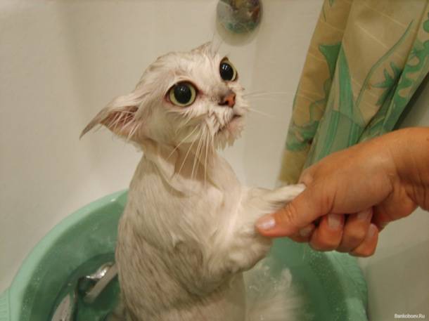 "Please, human, please let me out of this bath."